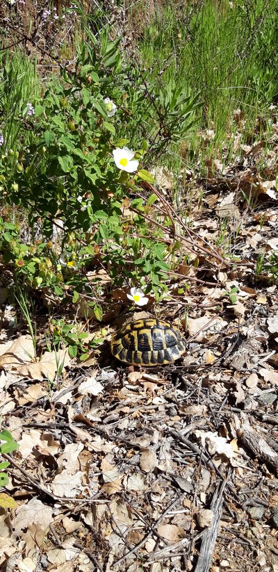 Tortue d'Hermann