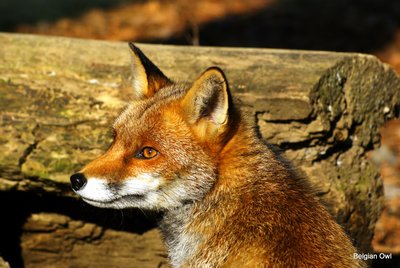 Renard