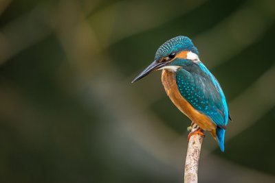 Le Martin-pêcheur d'Europe