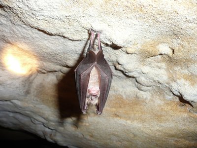 Grand_Rhinolophe