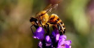 Abeille