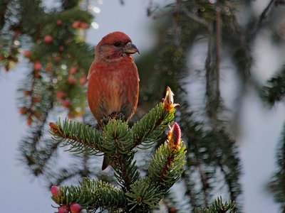 Le Bec-croisé des sapins