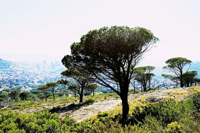Le pin parasol