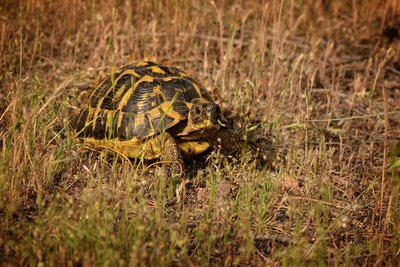 Tortue