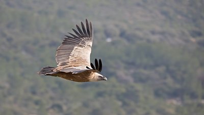 Vautour fauve
