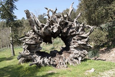La souche de châtaignier de Madame de Sévigné