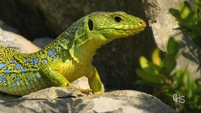 Lézard ocellé