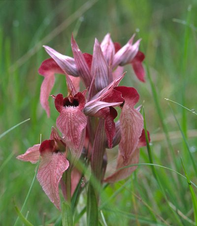 Serapia neglecta