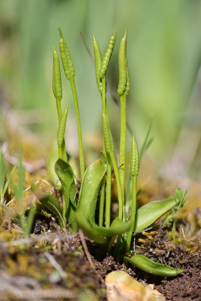 Ophioglosse des Açores