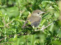 Fauvette posée dans un buisson verdoyant