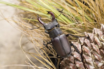 lucane cerf volant posé sur une pomme de pin
