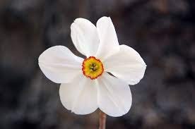 Zoom sur la fleur avec ses pétales blancs et sa coupe centrale couleur orange vif bordée de rouge