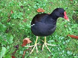 Poule d'eau noire avec le bec rouge marchant sur de l'herbe