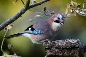 Geai de couleur rousse avec des plumes bleues sur les ailes