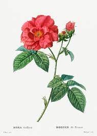 Dessin d'une branche de rosier de provins avec une fleur rouge