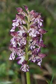 Zoom sur la fleur de l'orchis pourpre