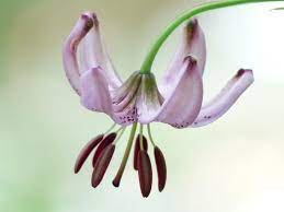 Zoom sur la fleur du lys martagon violette claire