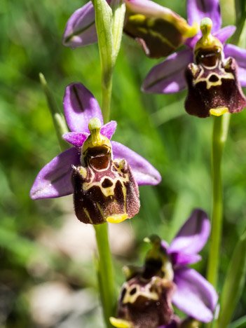 Zoom sur plusieurs fleurs d'ophrys de couleurs violette, bordeaux et jaune