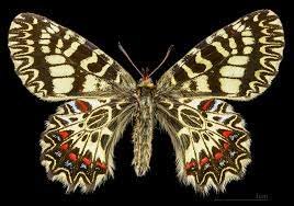 Papillon Diane sur un fond noir avec les ailes déployées aux couleurs jaune, rouge, bleue