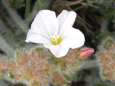 Zoom sur la fleur du liseron laineux de couleur blanche