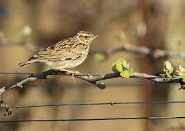 Alouette lulu posée sur une branche d'arbre