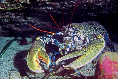 Zoom sur les grosses pinces et la tête du homard tacheté de rose, bleu nuit, et ses antennes rouges
