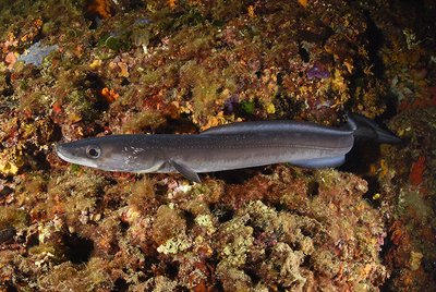 Poisson gris avec des reflets bleu aux allures de serpents avec une tête de poisson