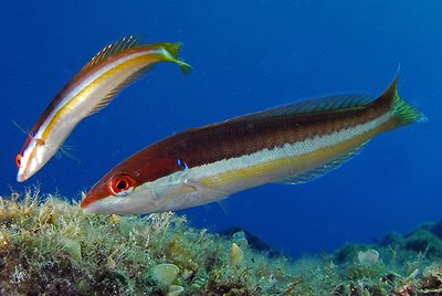 Duo de girelles commune mâle aux couleurs marron, blanche et jaune