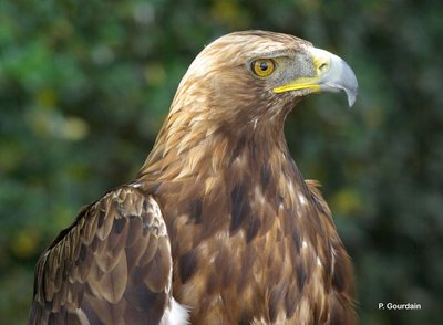 Zoom sur le profil de la tête de l'aigle  avec son bec recourbé et  ses plumes aux tons nuancés de marron