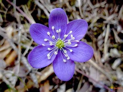 Zoom sur la fleur de couleur violette vive