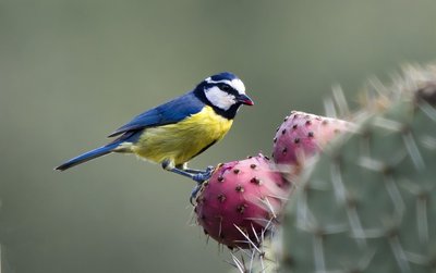 Mésanges aux couleurs bleue, jaune et noir en train de picorer une figue de barbarie