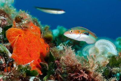 Zoom sur la tête de la girelle aux reflets multicolores