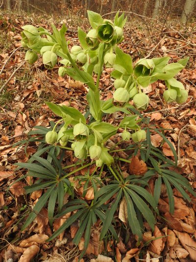 Hellébore fétide avec branches au pied vertes foncées et ses tiges et fleurs vertes claires