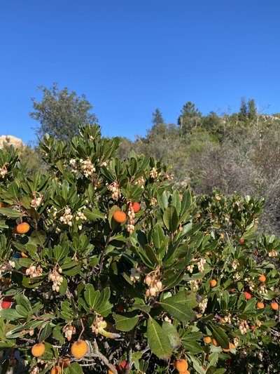 Arbuste d'arbousier avec des petites fleurs blanches en forme de clochettes et ses fruits jaunes et rouges