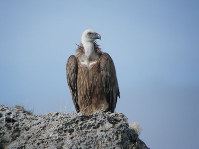 Position dominante d'un vautour fauve assis sur un rocher dont les plumes sont brunes foncées et son cou dégarni sur le devant