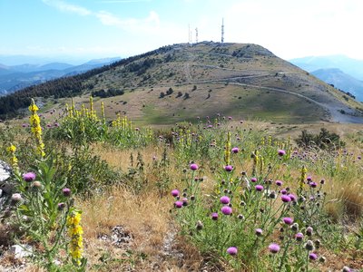 Le mont Lachens avec ses 2 pylônes en arrière plan et des fleurs jaunes et violettes en premier plan