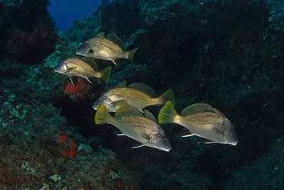 5 corbs aux reflets dorés
