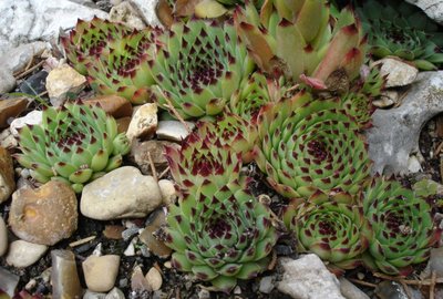 Zoom sur la plante grasse en forme de petit artichaut de couleur verte et les pointes violettes