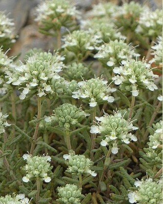 Zoom sur les fleurs de germandrée telles de petits pompons verts avec des fleurs blanches