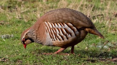 Perdrix reconnaissable avec ses paupières rose foncé et son bec rouge, son plumage brun et blanc