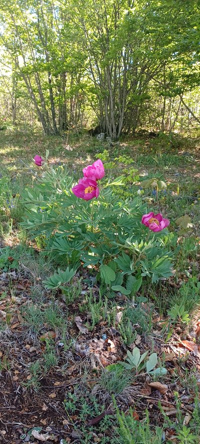 Focus sur la fleur de pivoine de couleur rose fuchsia et pistils jaune soleil