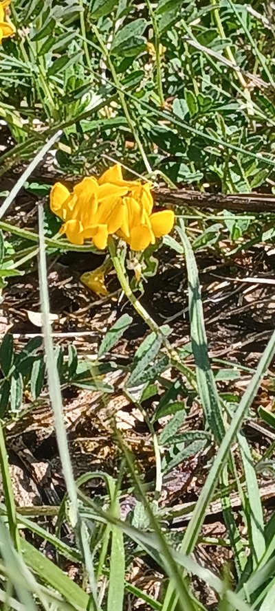 Zoom sur la fleur de couleur jaune vif