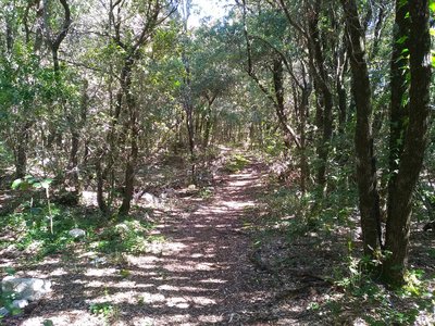 Vue sur le sentier ombragé par les différents arbres aux abords du sentier