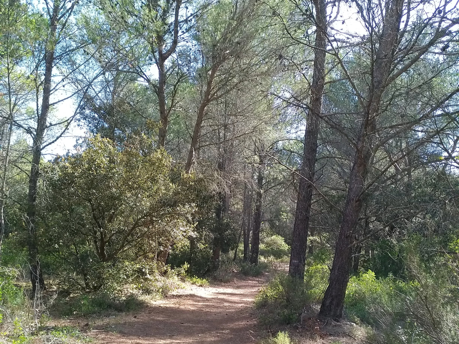 Sentier se faufilant entre les pins et la végétation avoisinante