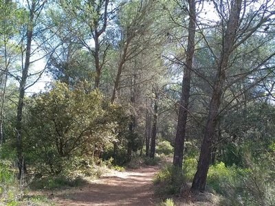 Sentier se faufilant entre les pins et la végétation avoisinante