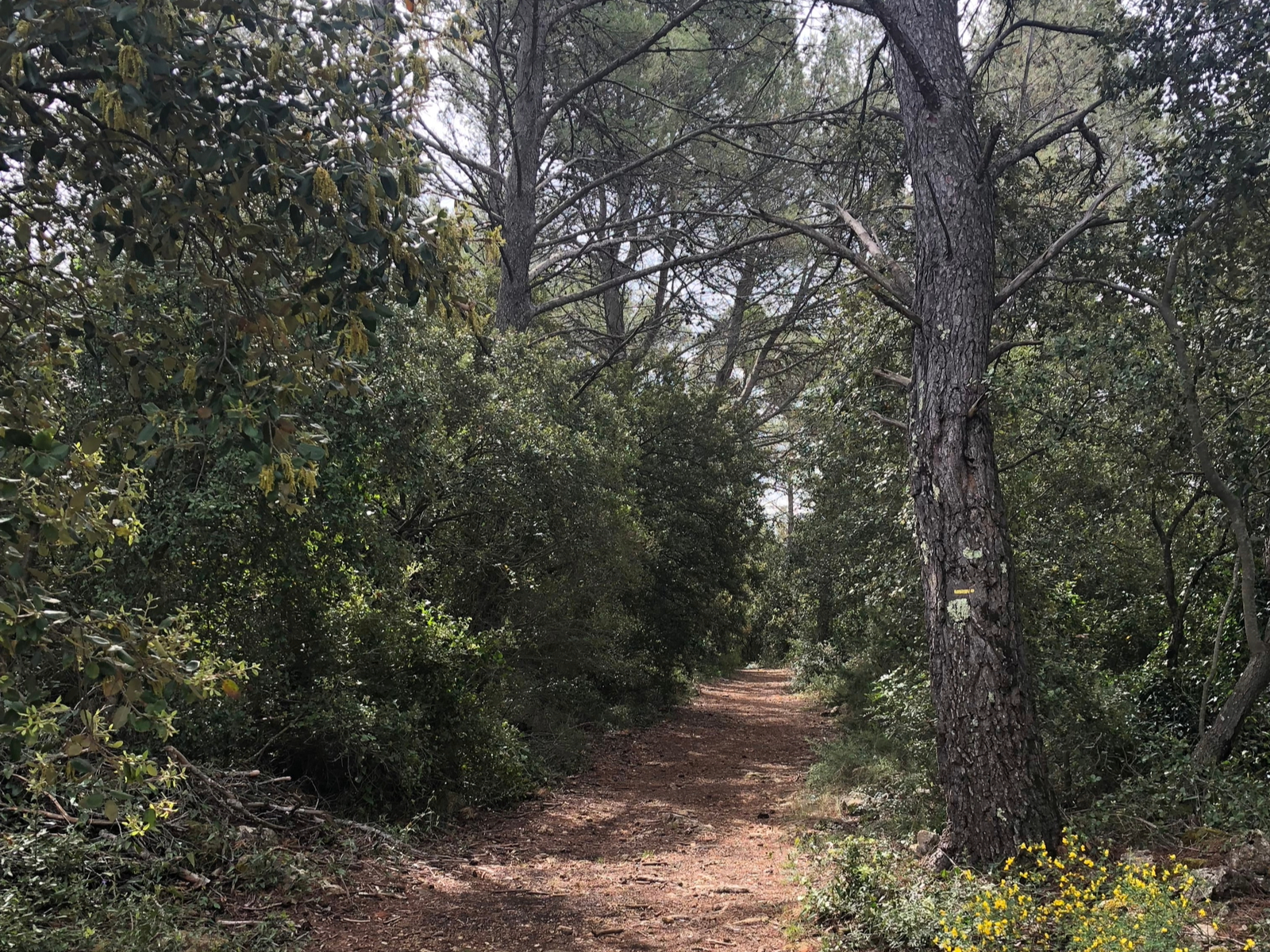 Sentier entouré de végétation dans une ambiance forestière