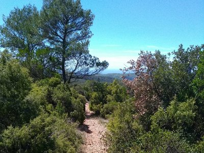 Vue sur le sentier entouré de sa végétation méditerranéenne