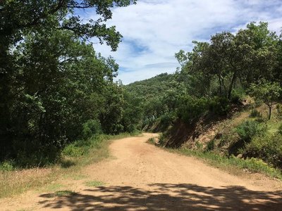 Large sentier au milieu de la végétation