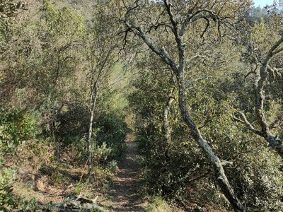 Sentier étroit passant au milieu de la végétation