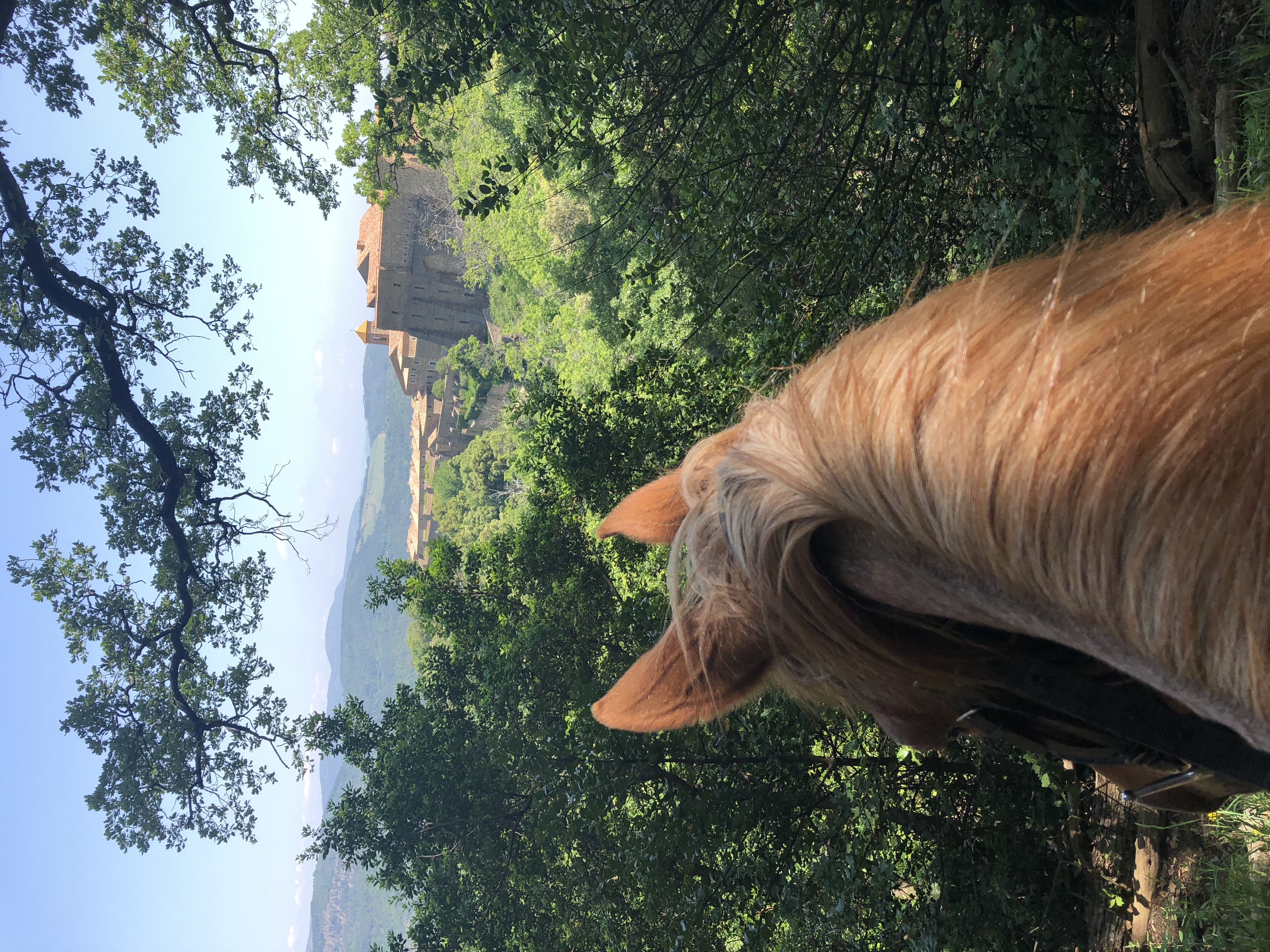 Vue sur la Chartreuse avec l'encolure d'un cheval en premier plan